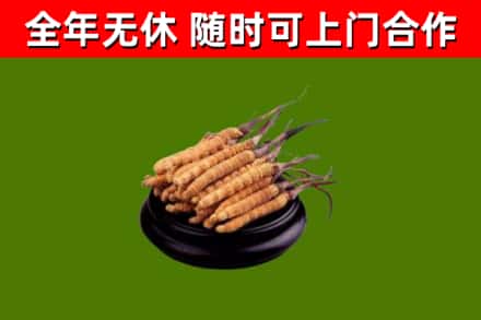 颍上县回收冬虫夏草