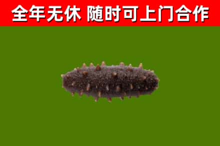 颍上县回收海参干